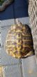 Rehomed...Hermanns : Male approx 16 years old(Lightening)